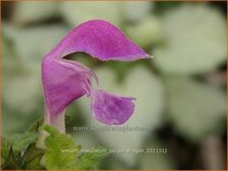 Lamium maculatum &#39;Purple Dragon&#39;