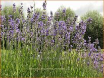 Lavandula angustifolia &#39;Munstead&#39;