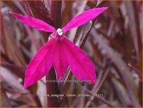 Lobelia speciosa &#39;Russian Princess&#39;