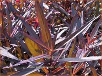 Lobelia speciosa &#39;Russian Princess&#39;