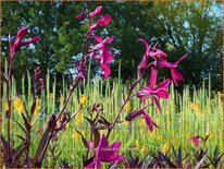 Lobelia speciosa &#39;Russian Princess&#39;