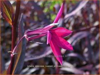 Lobelia speciosa &#39;Russian Princess&#39;