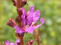 Lythrum virgatum &#39;Dropmore Purple&#39;