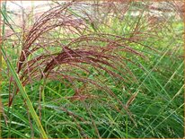 Miscanthus sinensis 'Roter Pfeil' (pot 11 cm)