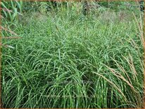 Miscanthus sinensis &#39;Zebrinus&#39; (pot 11 cm)