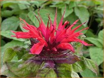 Monarda &#39;Adam&#39;