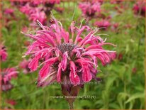 Monarda &#39;Heidelerche&#39;