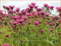 Monarda &#39;Heidelerche&#39;