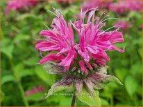 Monarda &#39;Marshall&#39;s Delight&#39;