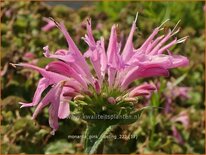 Monarda &#39;Pink Frosting&#39;