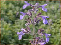 Nepeta faassenii &#39;Junior Walker&#39;