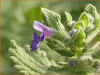 Nepeta &#39;Purple Haze&#39;