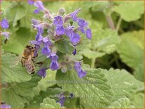 Nepeta &#39;Purple Haze&#39;