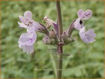 Nepeta racemosa 'Amelia'