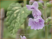 Nepeta racemosa 'Amelia'