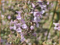 Nepeta racemosa 'Amelia'