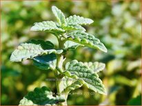 Nepeta racemosa 'Amelia'