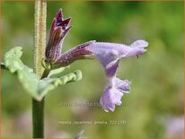 Nepeta racemosa 'Amelia'