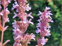 Nepeta &#39;Veluw&#39;s Blauwtje&#39;