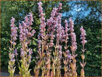 Nepeta &#39;Veluw&#39;s Blauwtje&#39;