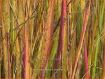 Panicum virgatum &#39;Cardinal&#39;