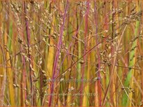 Panicum virgatum &#39;Cardinal&#39;