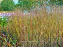 Panicum virgatum &#39;Cardinal&#39;