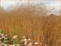 Panicum virgatum &#39;Warrior&#39;