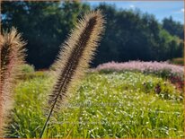 Pennisetum alopecuroides &#39;Pauls Giant&#39;