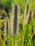 Pennisetum alopecuroides &#39;Pauls Giant&#39;