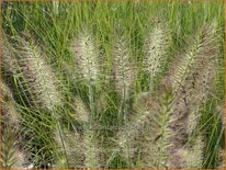 Pennisetum alopecuroides &#39;Peppa Pig&#39;