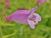 Penstemon &#39;Evelyn&#39;