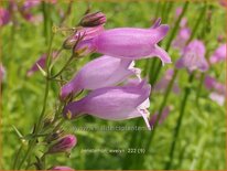 Penstemon &#39;Evelyn&#39;