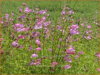 Penstemon &#39;Evelyn&#39;