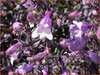 Penstemon &#39;Midnight Masquerade&#39;