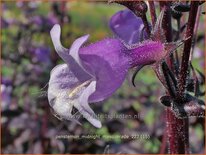 Penstemon &#39;Midnight Masquerade&#39;