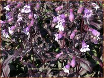 Penstemon &#39;Midnight Masquerade&#39;