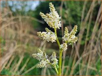 Persicaria alpinum