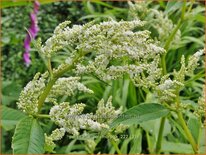 Persicaria polymorpha