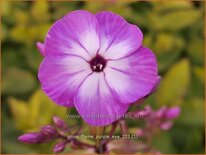 Phlox &#39;Flame Purple Eye&#39;