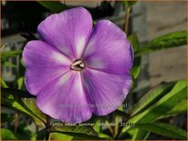 Phlox &#39;Sweet Summer Temptation&#39;