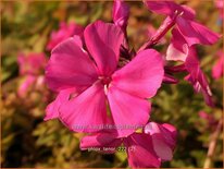 Phlox &#39;Tenor&#39;