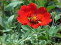 Potentilla atrosanguinea