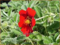 Potentilla atrosanguinea