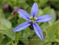 Pratia pedunculata &#39;County Park&#39;