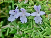 Rosmarinus officinalis 'Blue Rain'