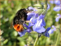 Salvia forreri