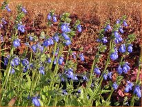 Salvia forreri