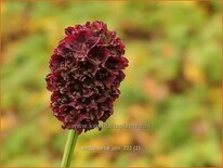 Sanguisorba &#39;Joni&#39;