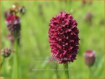 Sanguisorba officinalis &#39;Tanna&#39;